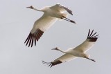 Whooping Cranes In Flight 20070208