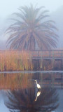 Egret In A Pond 52971