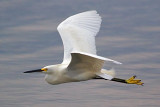 Egret In Flight 53463