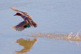 Duck Taking Flight 53704