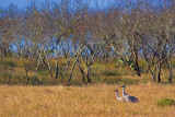 Sandhill Cranes 53957