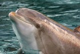 Dolphin Closeup 54351