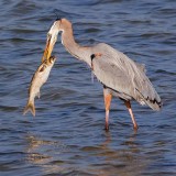 Heron With Catch 54956