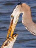 Heron With Catch 54956 (crop)