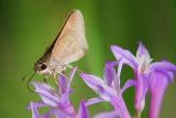 Butterfly On Little Purple Flowers 54926
