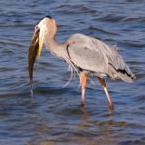Heron With Catch 54957