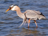 Heron With Catch 54960