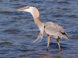 Heron With Catch 54963