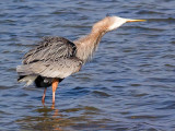 Heron With Catch 54974