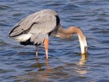 Heron With Catch 54979