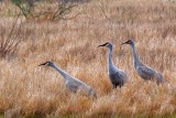 Sandhill Cranes 55001