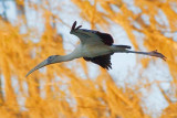 Wood Stork In Flight 20070306