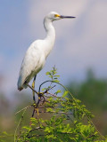 Egret In A Tree 56435