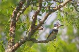 Kingfisher In A Tree 56405