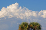 Clouds & Palms 56541
