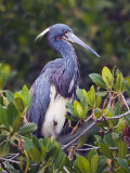 Tri-Color Heron In Mangroves 20070315