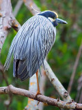 Yellow-Crowned Night Heron 56860