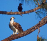 Osprey & Crow 20070317