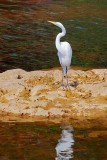 Great Egret On A Rock 56871