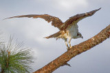 Osprey Landing 20070325