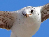 Seagull In Flight 58067 (crop)