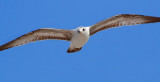 Seagull In Flight 58067