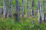 Heron In Big Cypress 58563