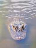Alligator 58340