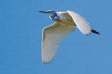 Little Blue Heron In Flight 58920