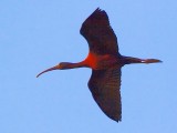 Glossy Ibis In Flight 58621