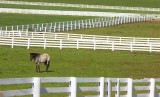 Kentucky Horse Farm 20070413