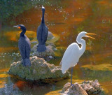 Three Birds On Rocks 58669