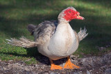 Muscovy Duck 20070501