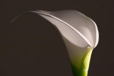 Calla Lily 20070504