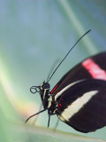 Butterfly 59919