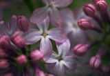 Lilacs Gallery