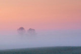 Two Trees In Predawn Mist 60257