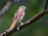 Song Sparrow 20070529
