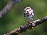 Song Sparrow 60547