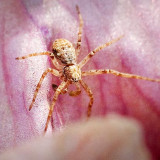 Spider On An Iris 60845