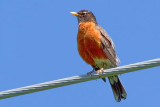Robin On A Wire 60931