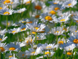 Bed Of Daisies 20070624