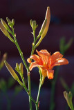 Day Lily In Evening Light 61849