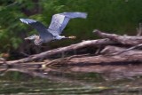 Petrie Island Heron 62031