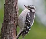 Downy Woodpecker 61959