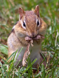 Chipmunk Chowing Down 62041