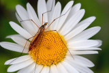 Big Bug On A Daisy 62349