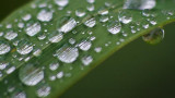 Raindrops On A Leaf 62507