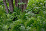 Tree Trunks In A Sea Of Ferns 62002