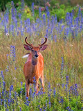 Deer Amid Wildflowers 62556